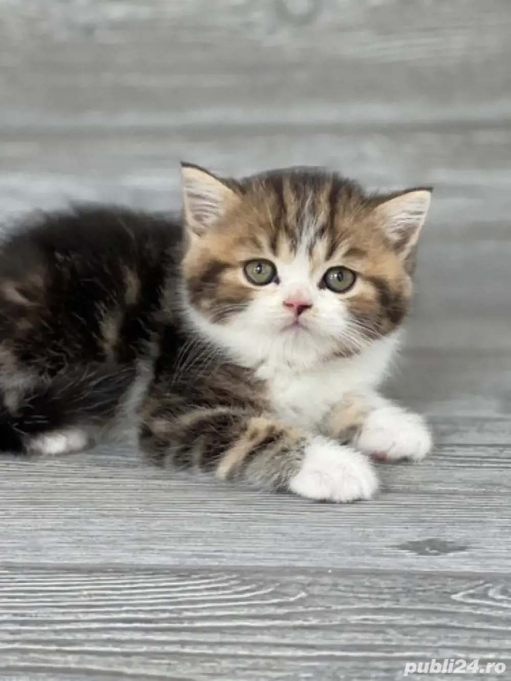 Siberiana de Padure  Siberiana de Padure