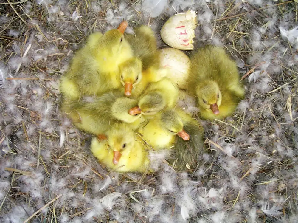 Vand Boboci de gasca