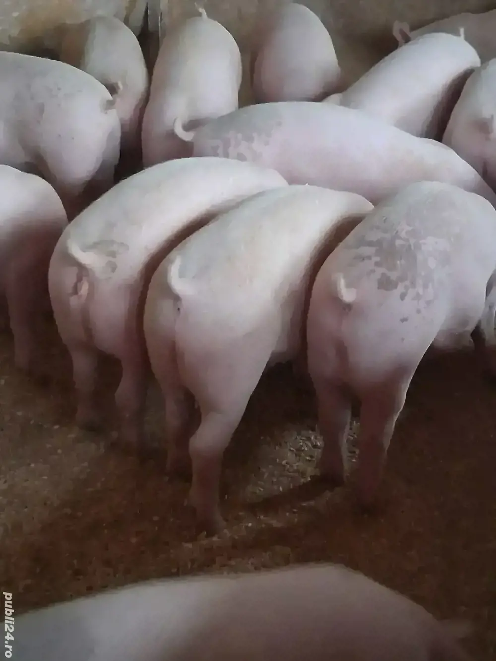 Vand purcei si porci mari