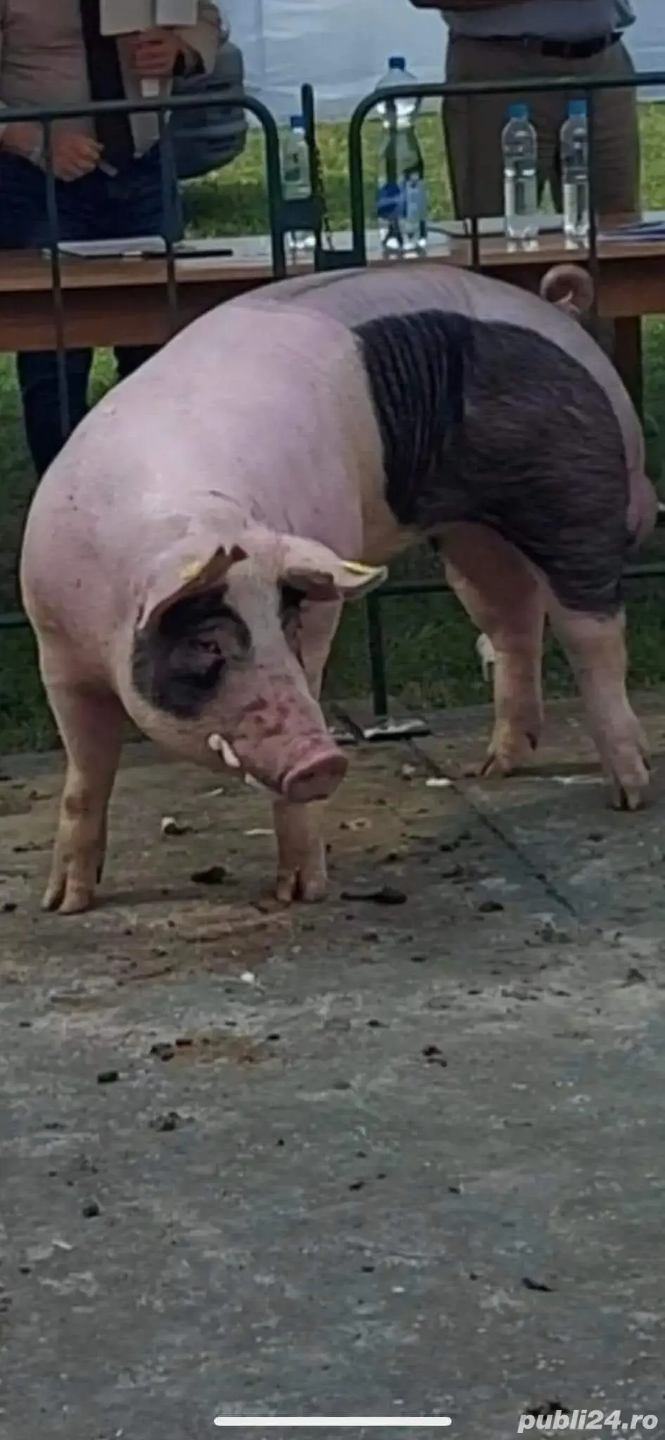 Purcei de vânzare Greci Purcei de vânzare Greci