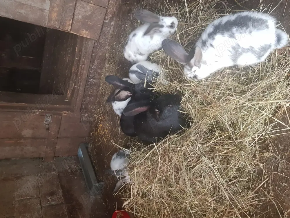 Iepuri.mai multe rase 