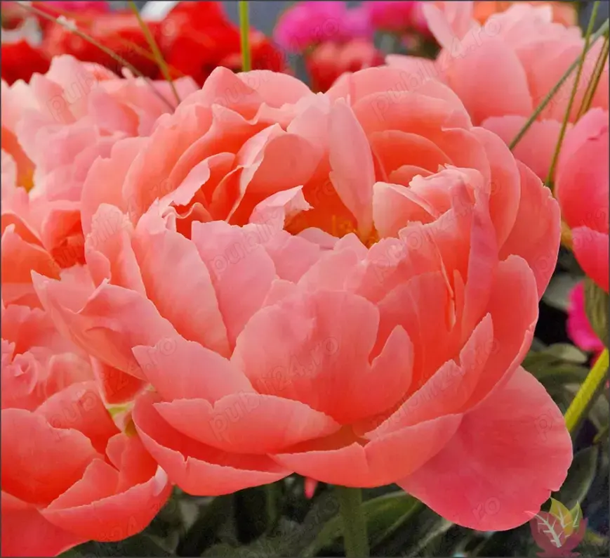 Bujor Coral Sunset - planta