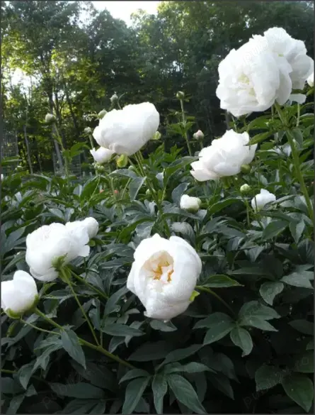 Bujor Miss America - alb -Florile parfumate, sunt mari de 20 cm