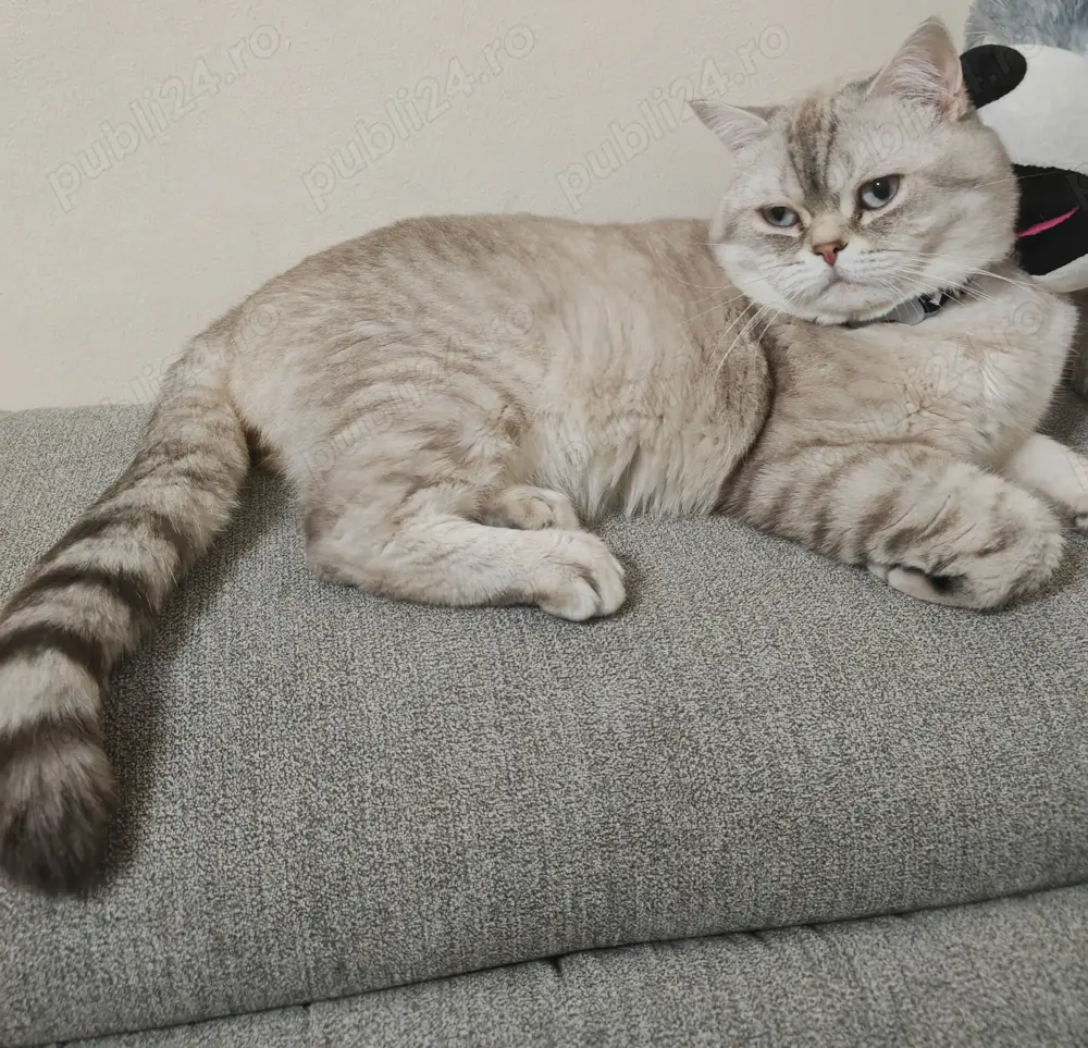 Cautam partenera pentru a împărții un pliculet! 