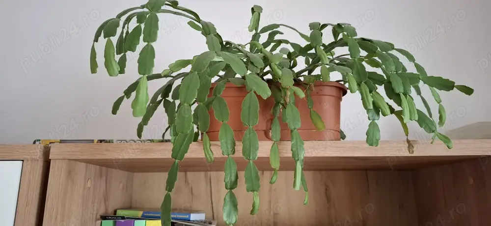 Craciunita in ghiveci