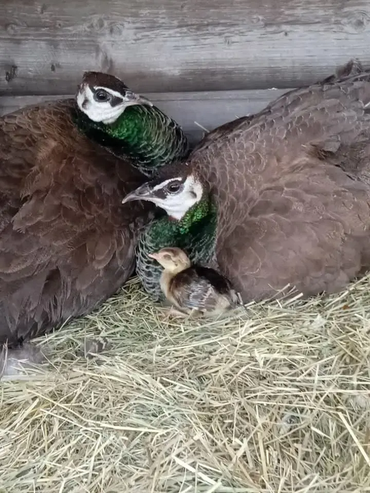 Familie pauni maturi