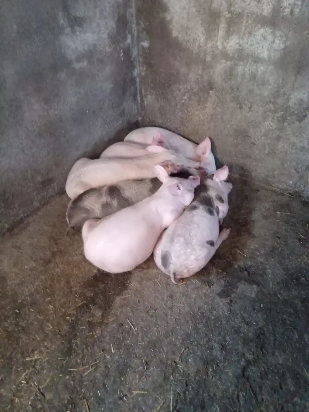 Purcei de 9 săptămâni  Purcei de 9 săptămâni