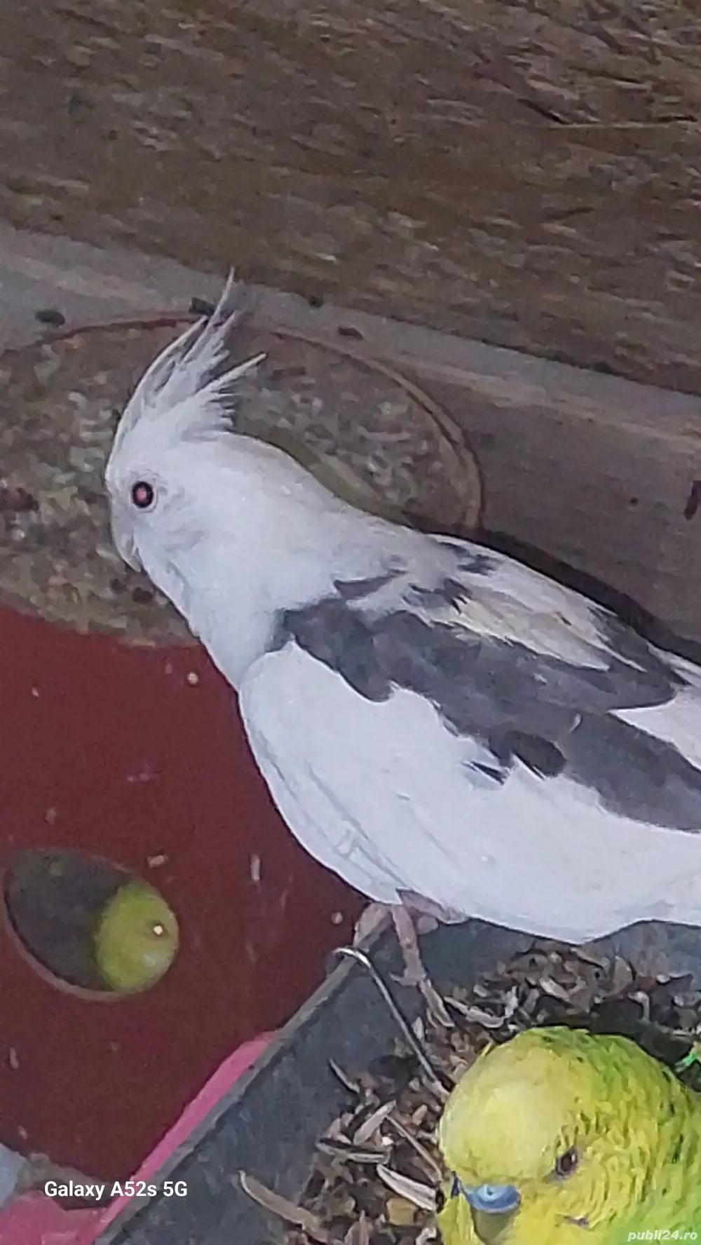 Perusi.nimfe.papagali rossela. papagali barraband. Micul Alexandru. 