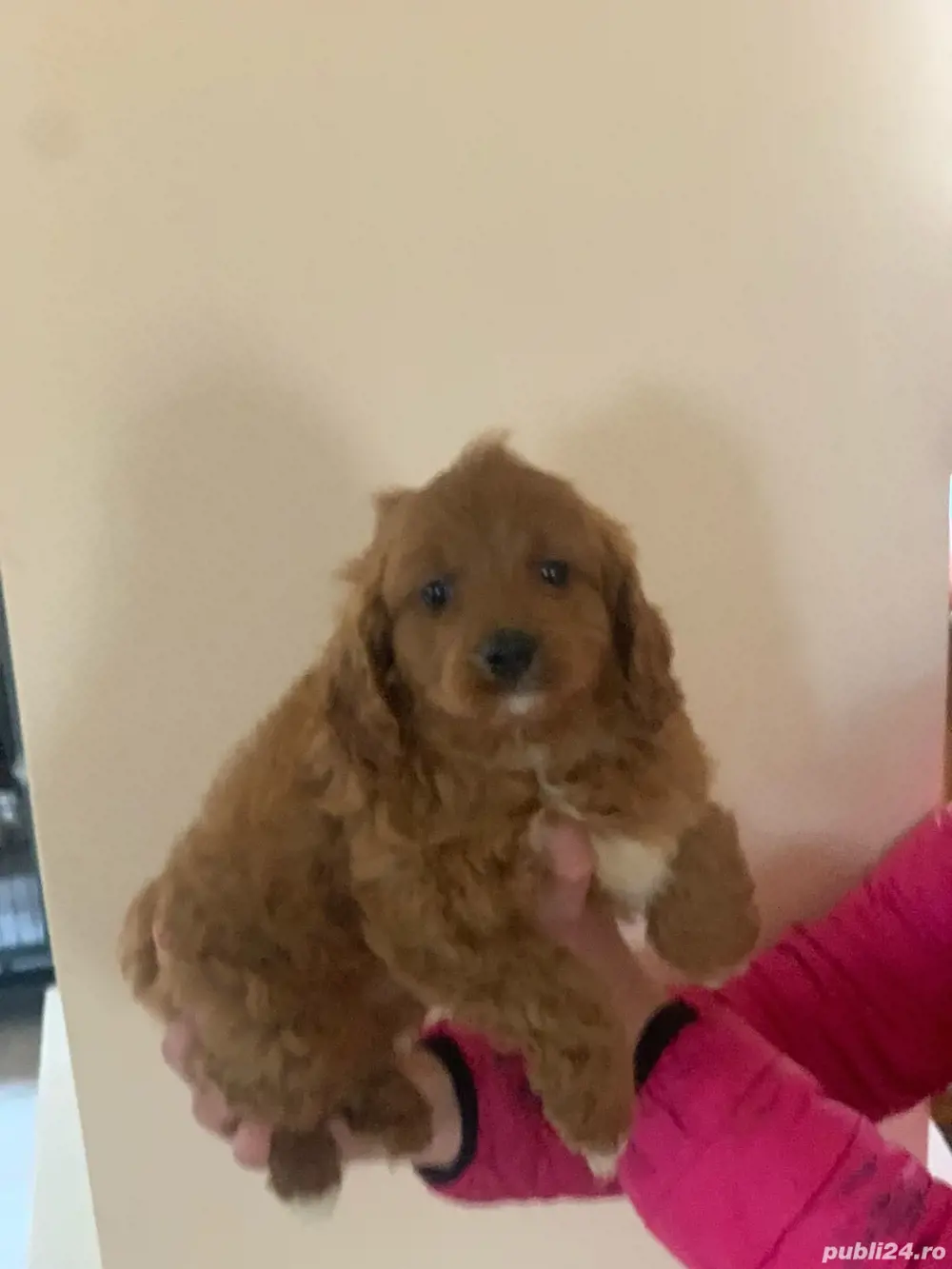 cavapoo
