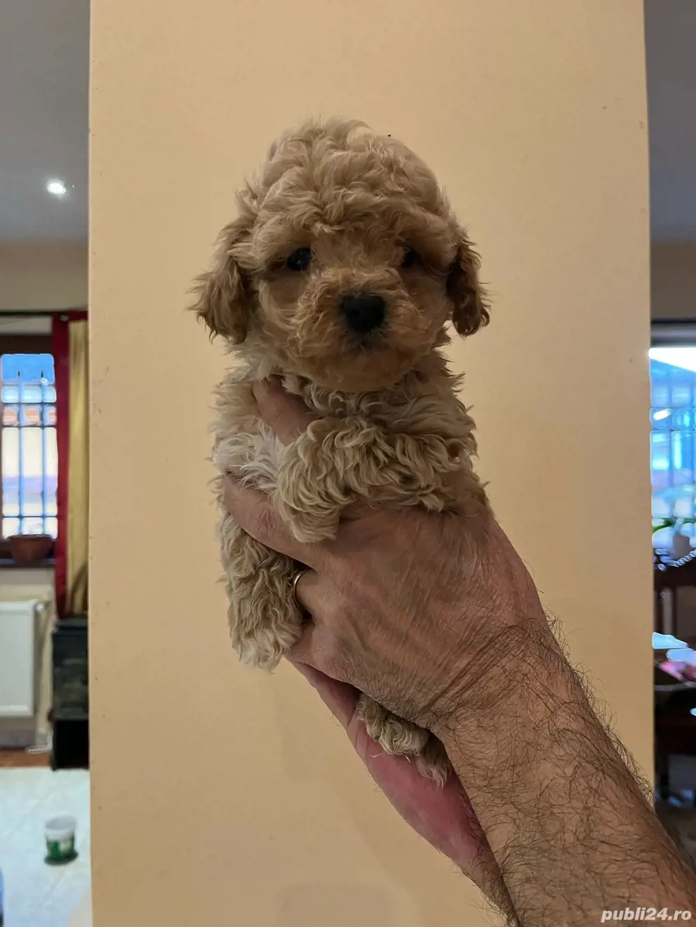 Maltipoo fetițe si baieti