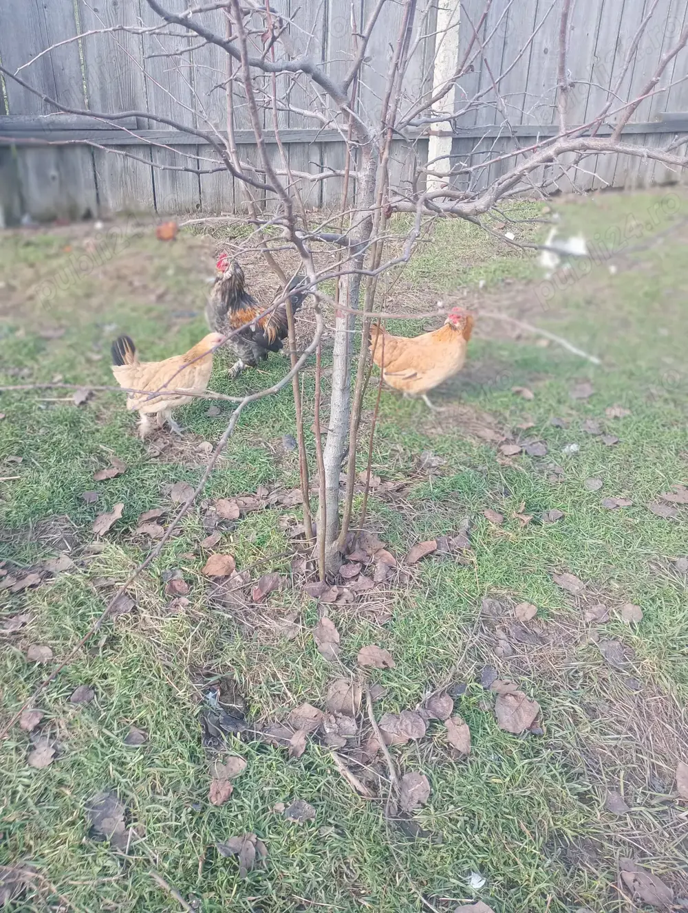 Pereche gaini pitice Barboasa de anvers Pereche gaini pitice Barboasa de anvers