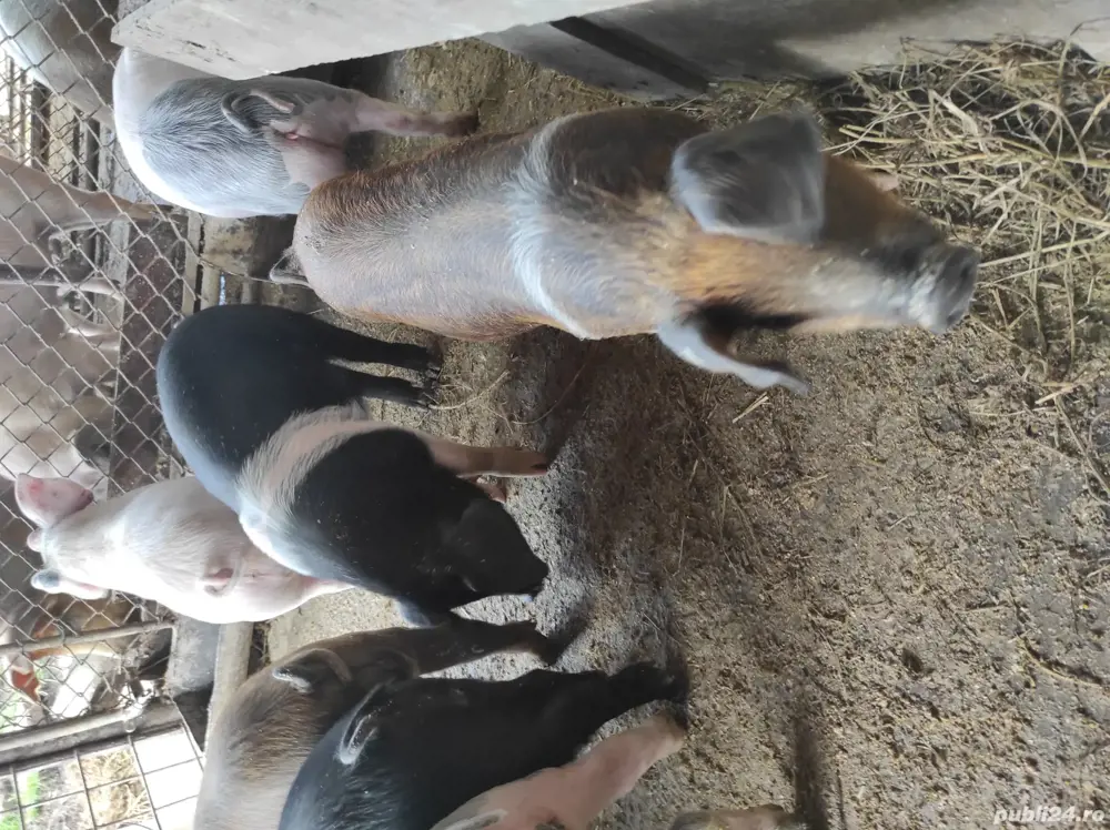 Porci de vânzare între 30 și 60 kg  negociabil 