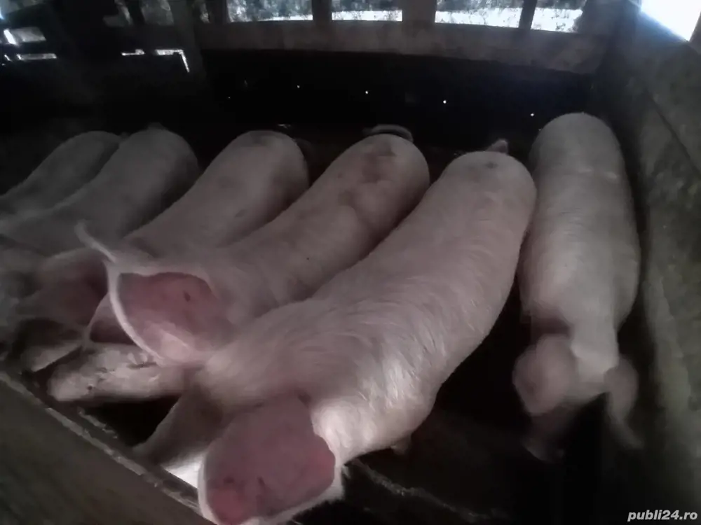 Vând porci Pietrain și Marele Alb   rasă superioară, carne de calitate