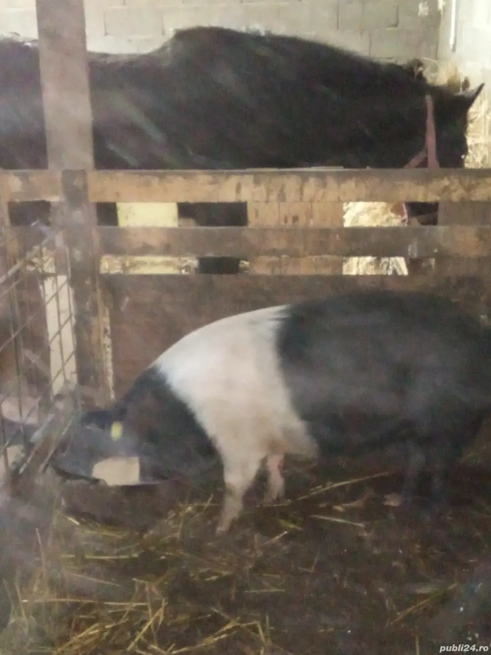 Purcei rasă bazna  Purcei rasă bazna