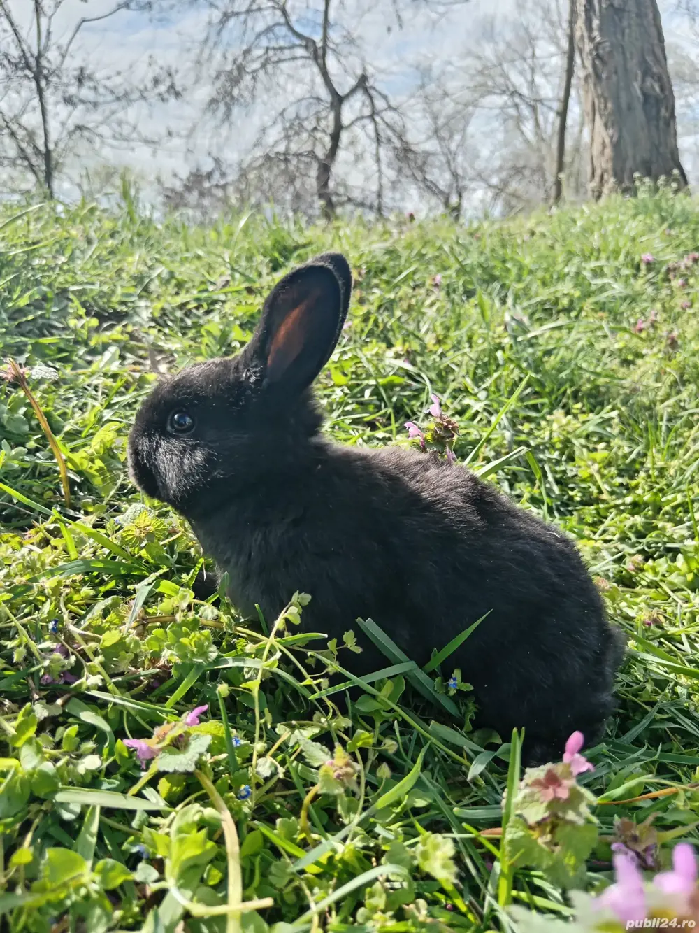 Diferite rase de iepuri, pui și maturi 