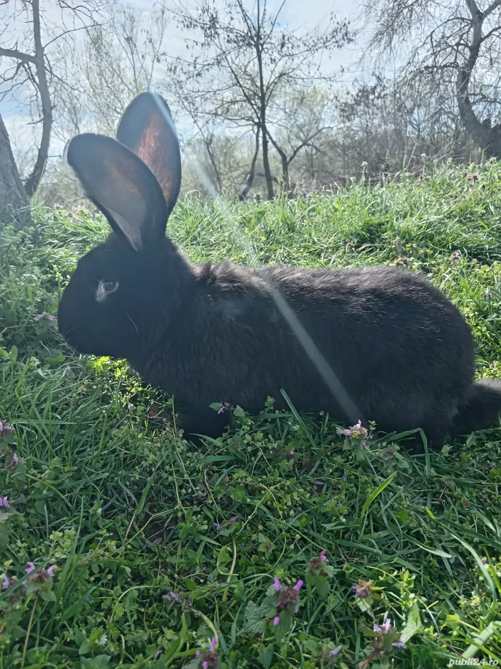 Iepuri pui și maturi 