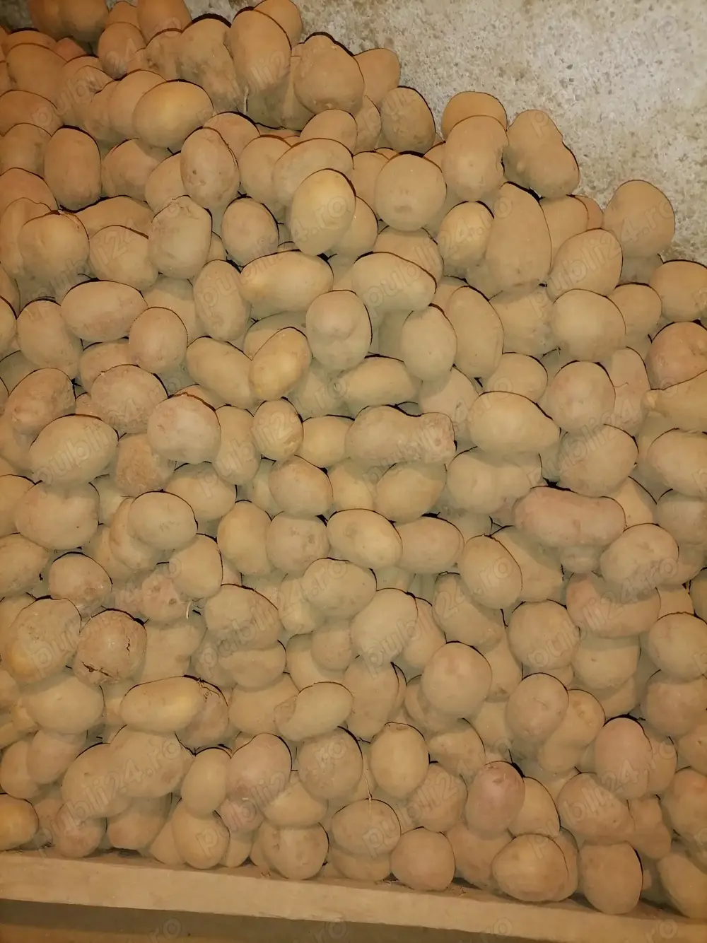 Cartofi pentru animale și consum