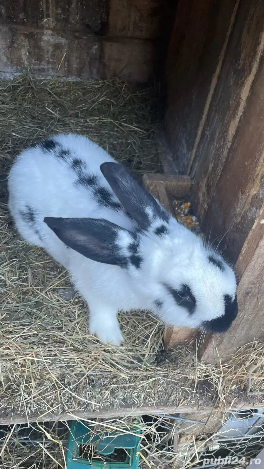   iepurașii cu varsta de două luni sau adulții 