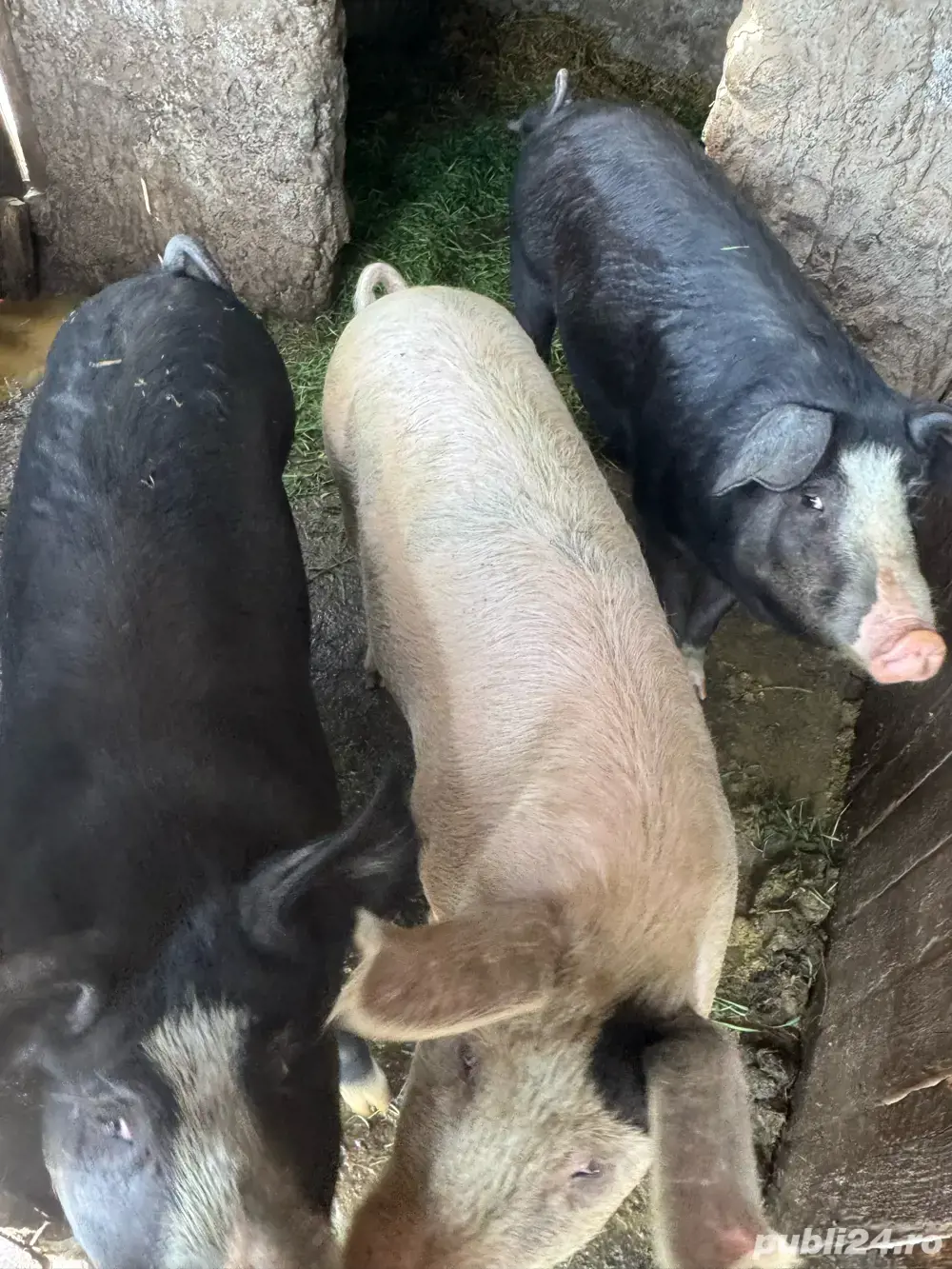 porci de vanzare Ianca jud Braila  porci de vanzare Ianca jud Braila