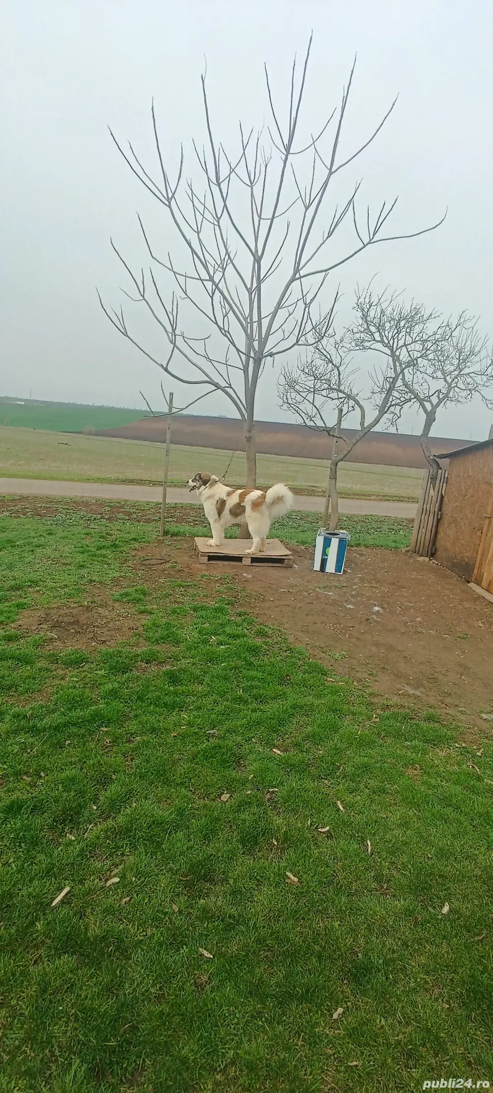 Mascul Ciobanesc de Bucovina 