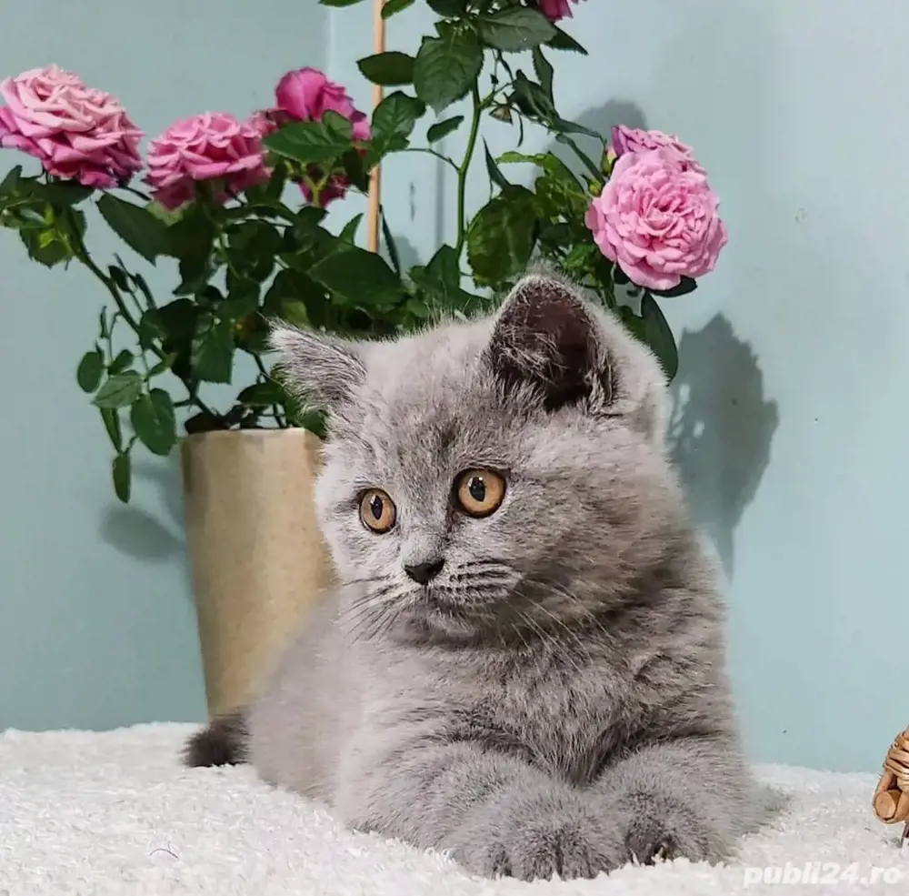 British shorthair Blue 