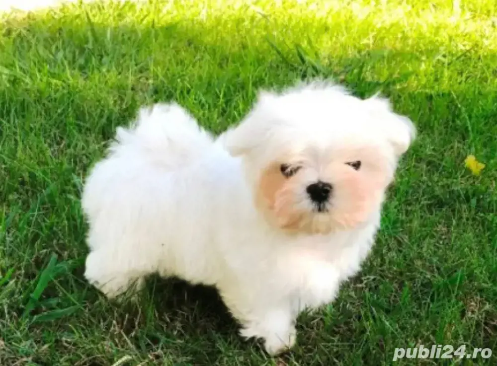 bichon maltez alb talie micuta femela