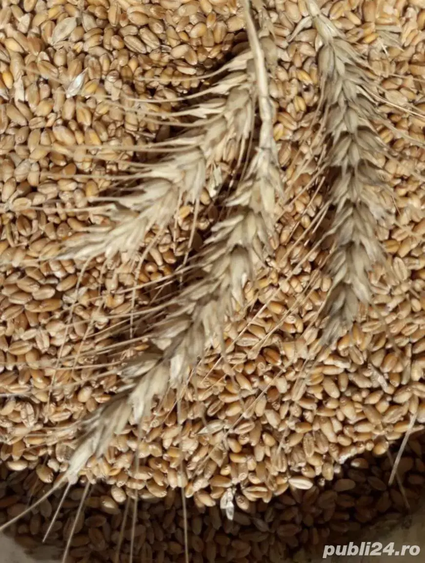 grâu de vânzare. 