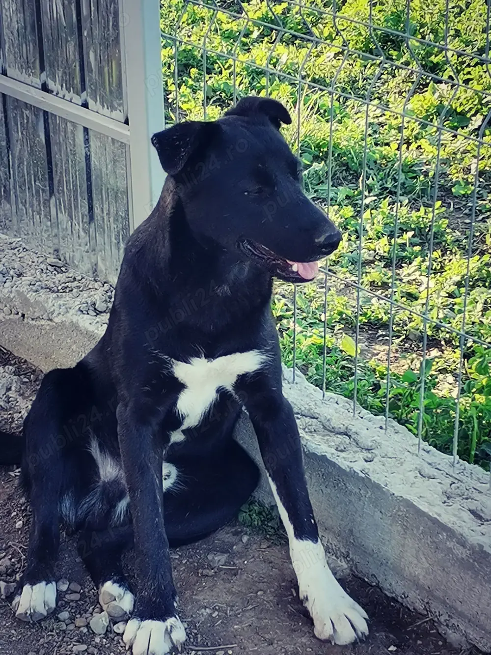 Catel spre adoptie responsabila