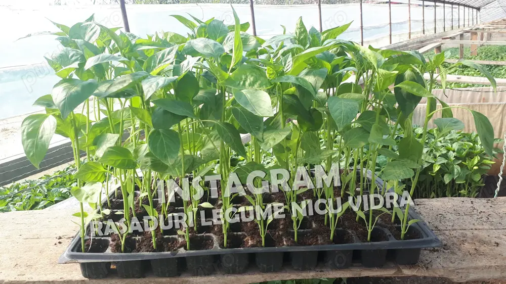 Rasad | Rasaduri legume ardei rosii castraveti vinete salata telina