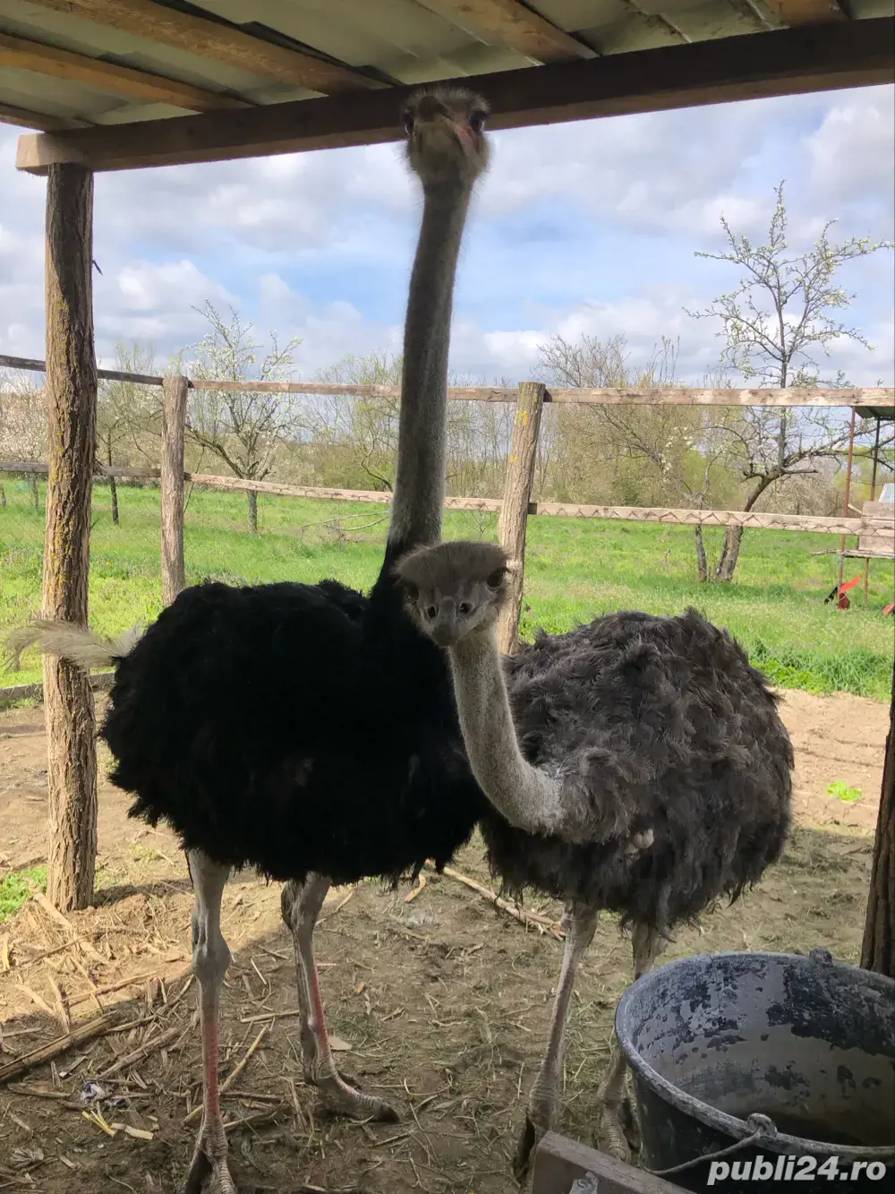 familei de struti africani 