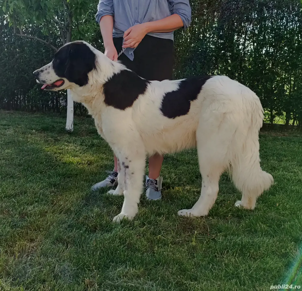 Femela Ciobanesc de Bucovina 