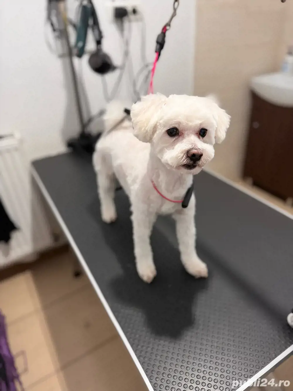 tuns caini - coafor canin