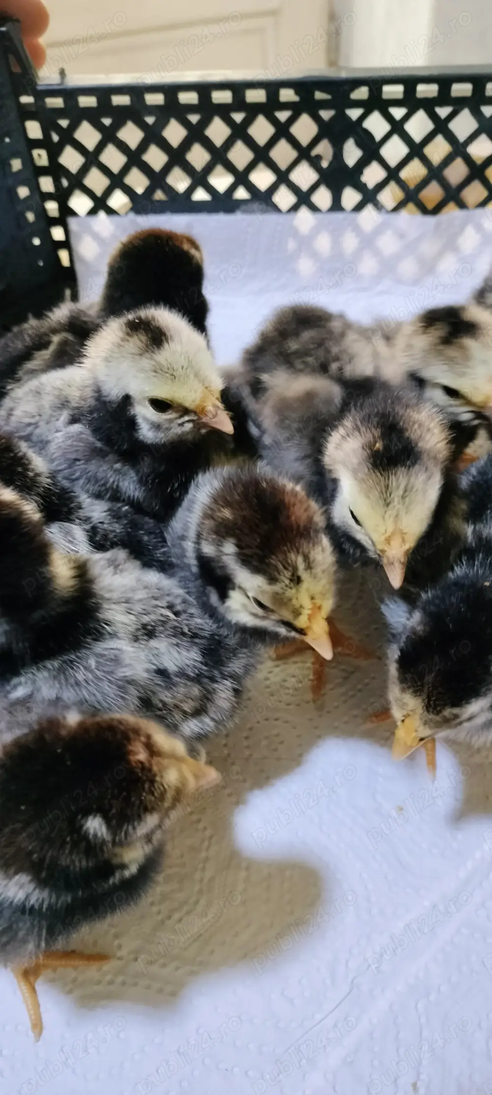 Vand Pui gaina Wyandotte argintiu