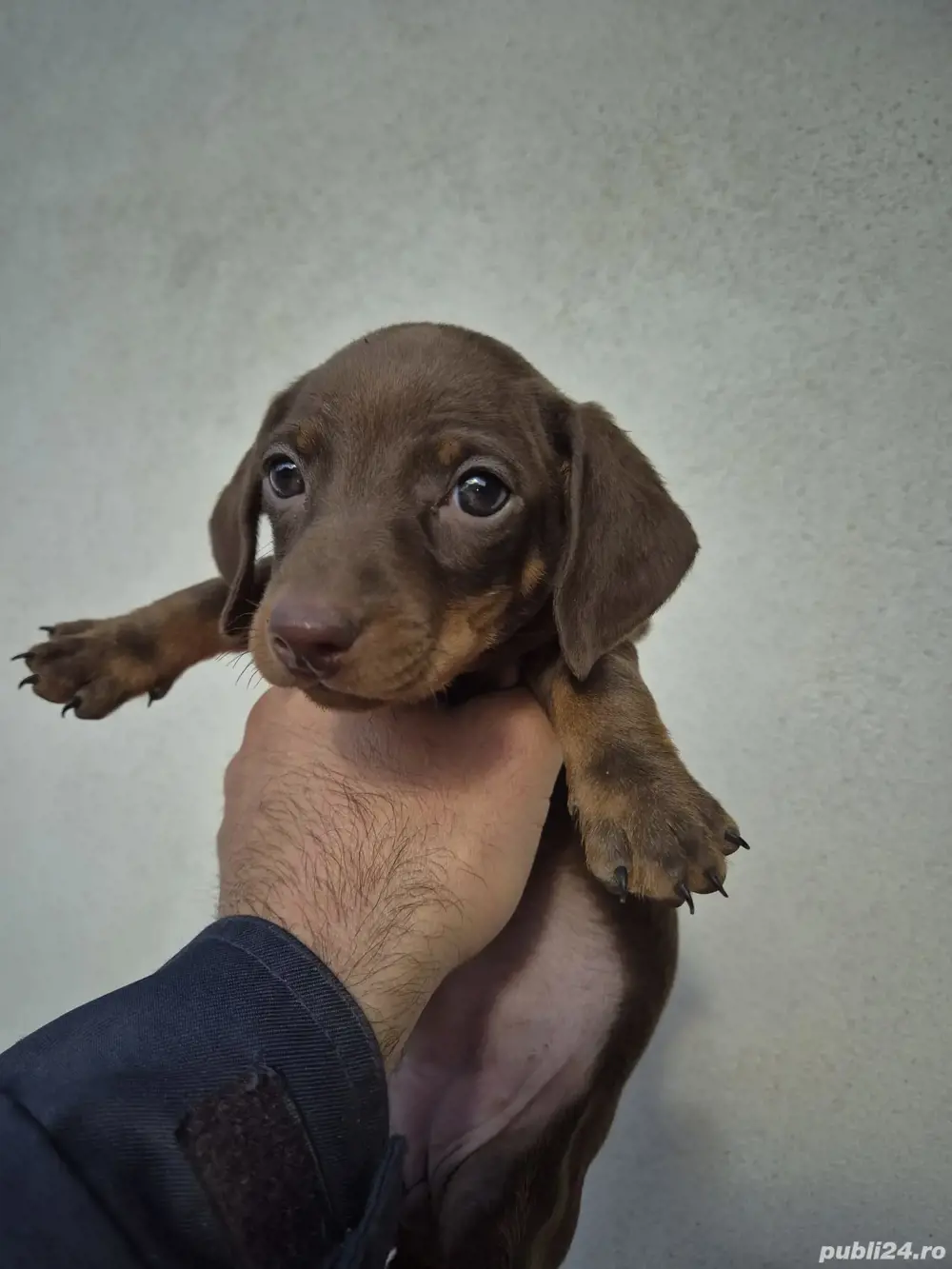 Teckel Ciocolatiu fete