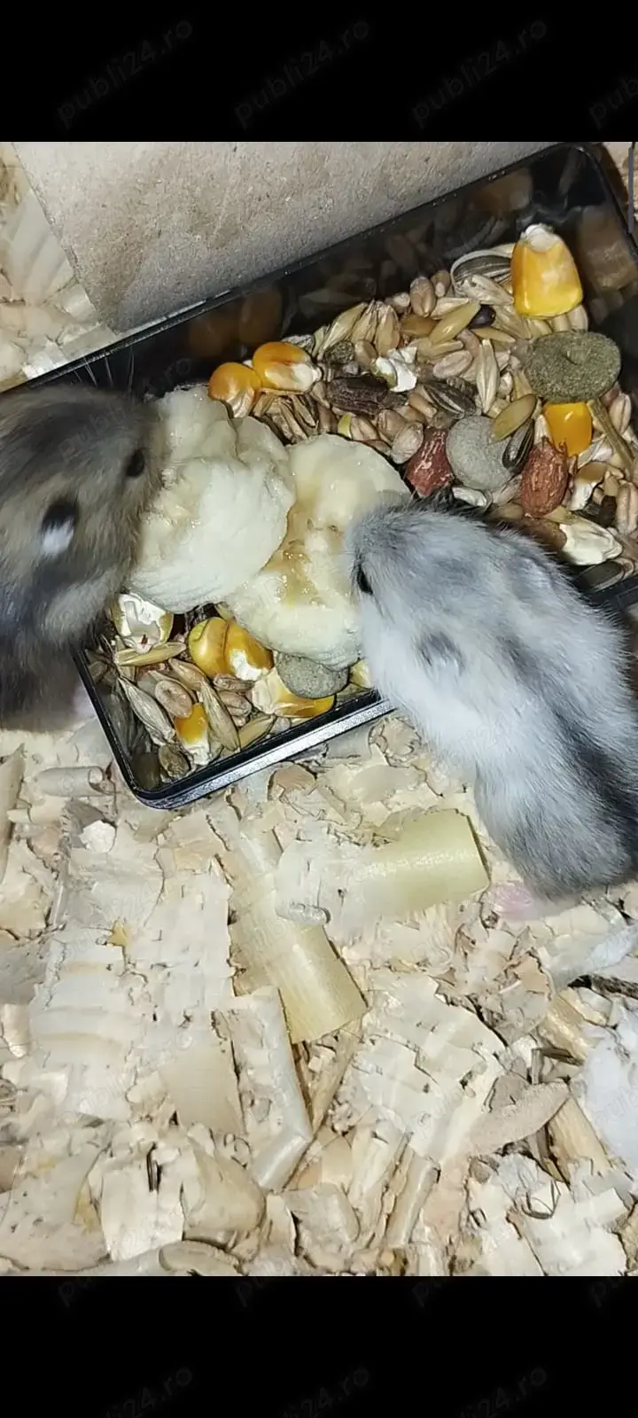 Vand hamsteri  Vand hamsteri