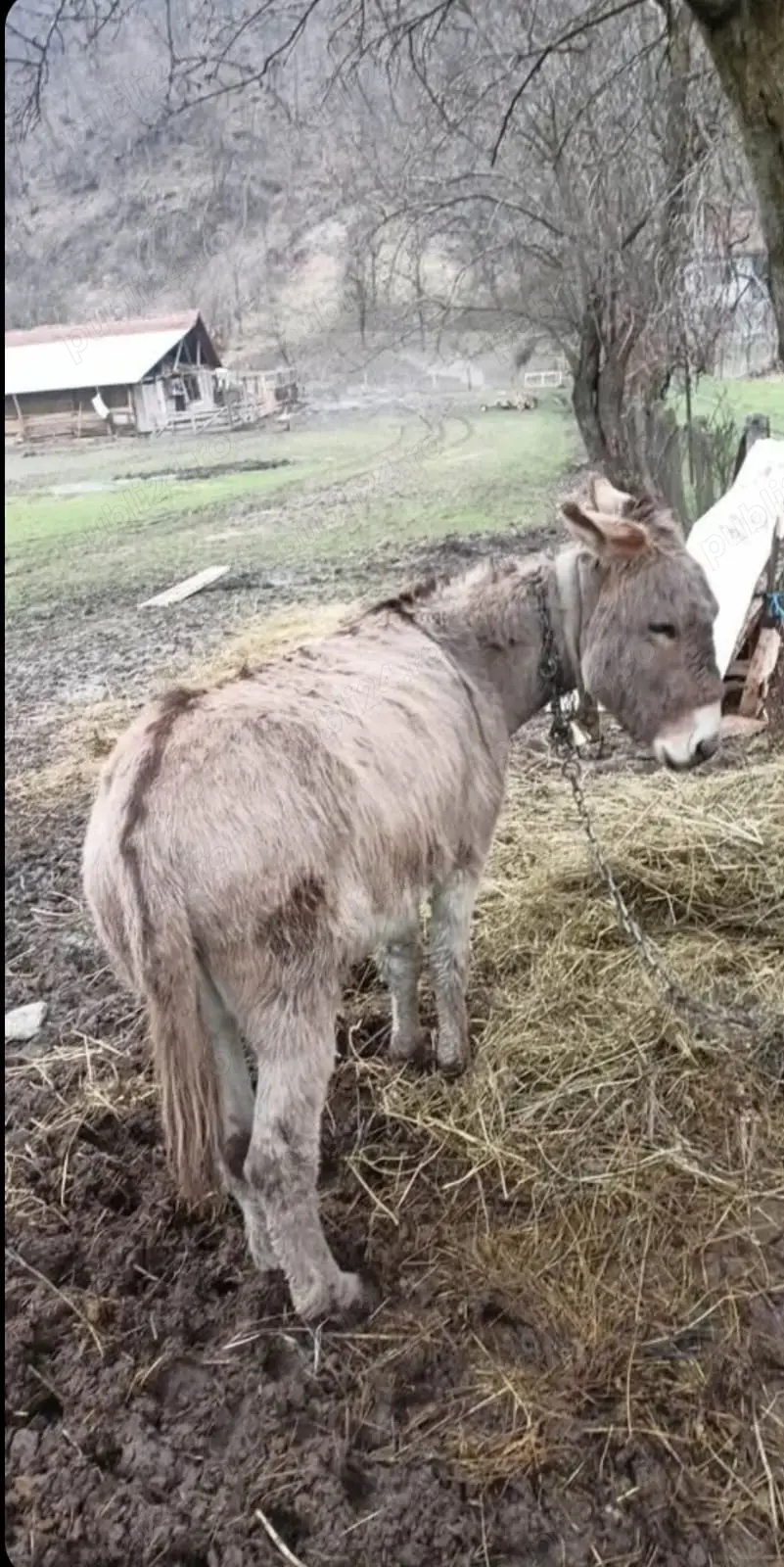 Vând lapte de măgăriță 