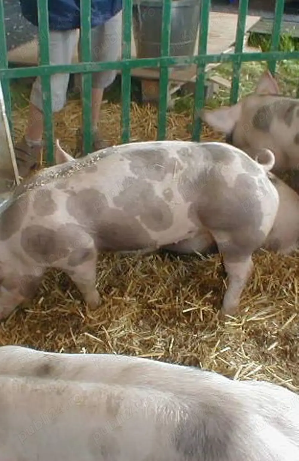 Porci pietran de vanzare  Porci pietran de vanzare