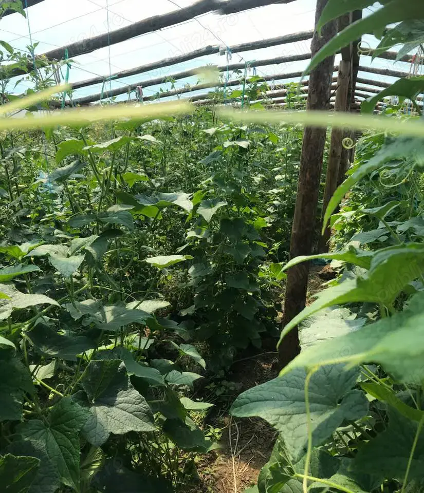 Angajam ingrijitor animale si curatenie curte 