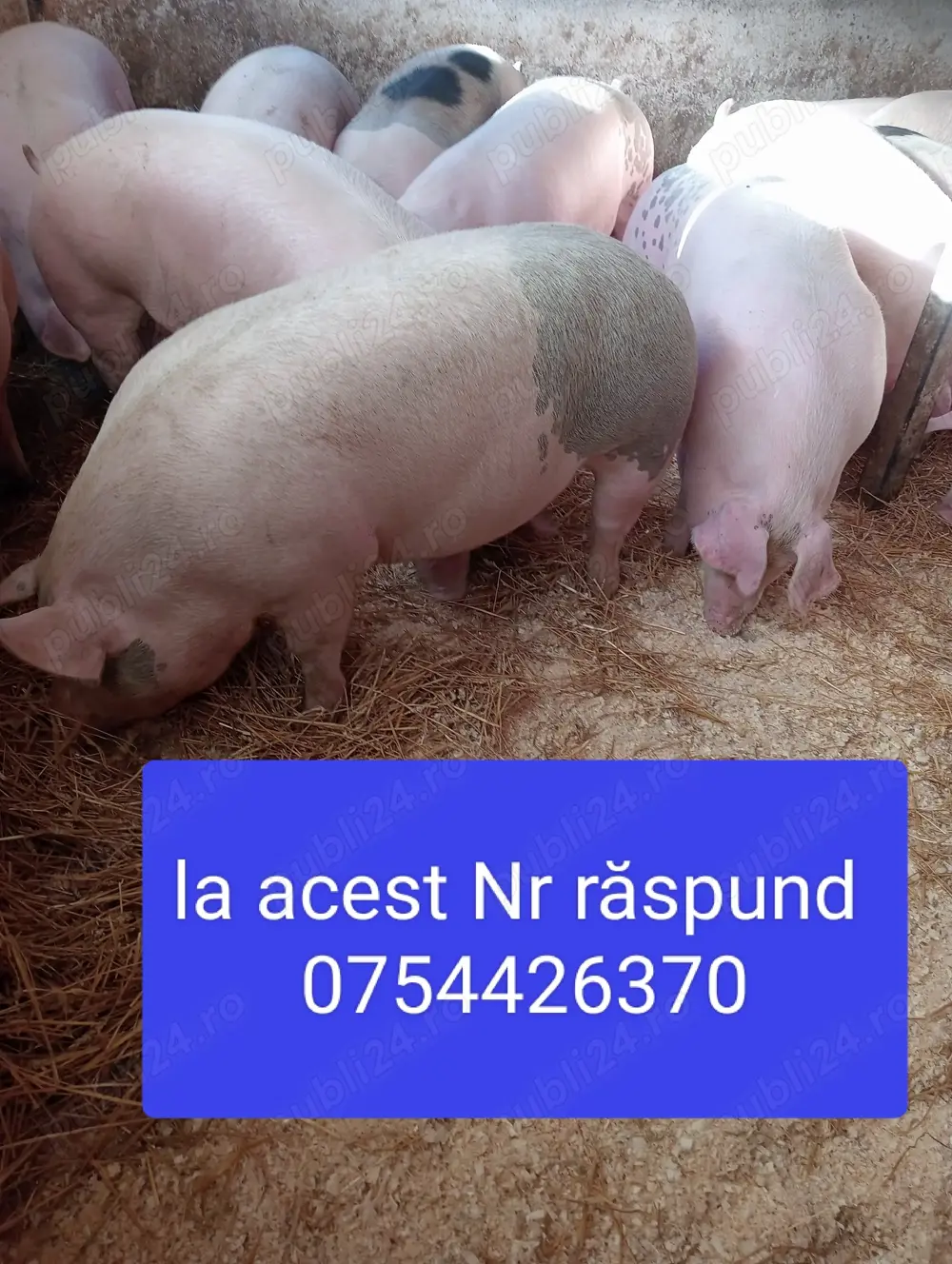 Porci ,de carne crescuți natural  Porci ,de carne crescuți natural