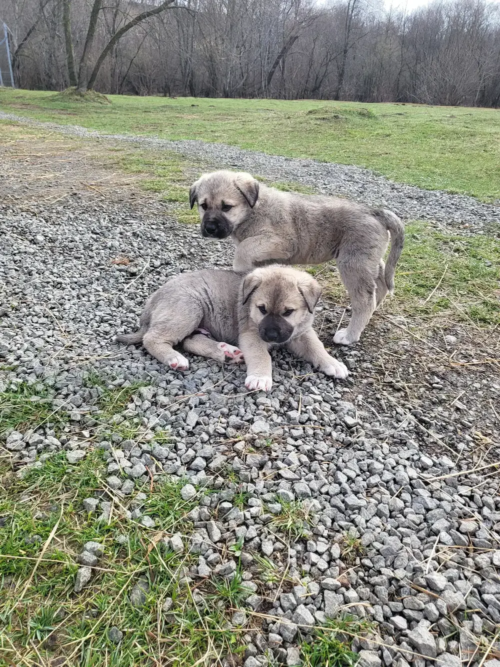 Vând căței rasa Kangal 