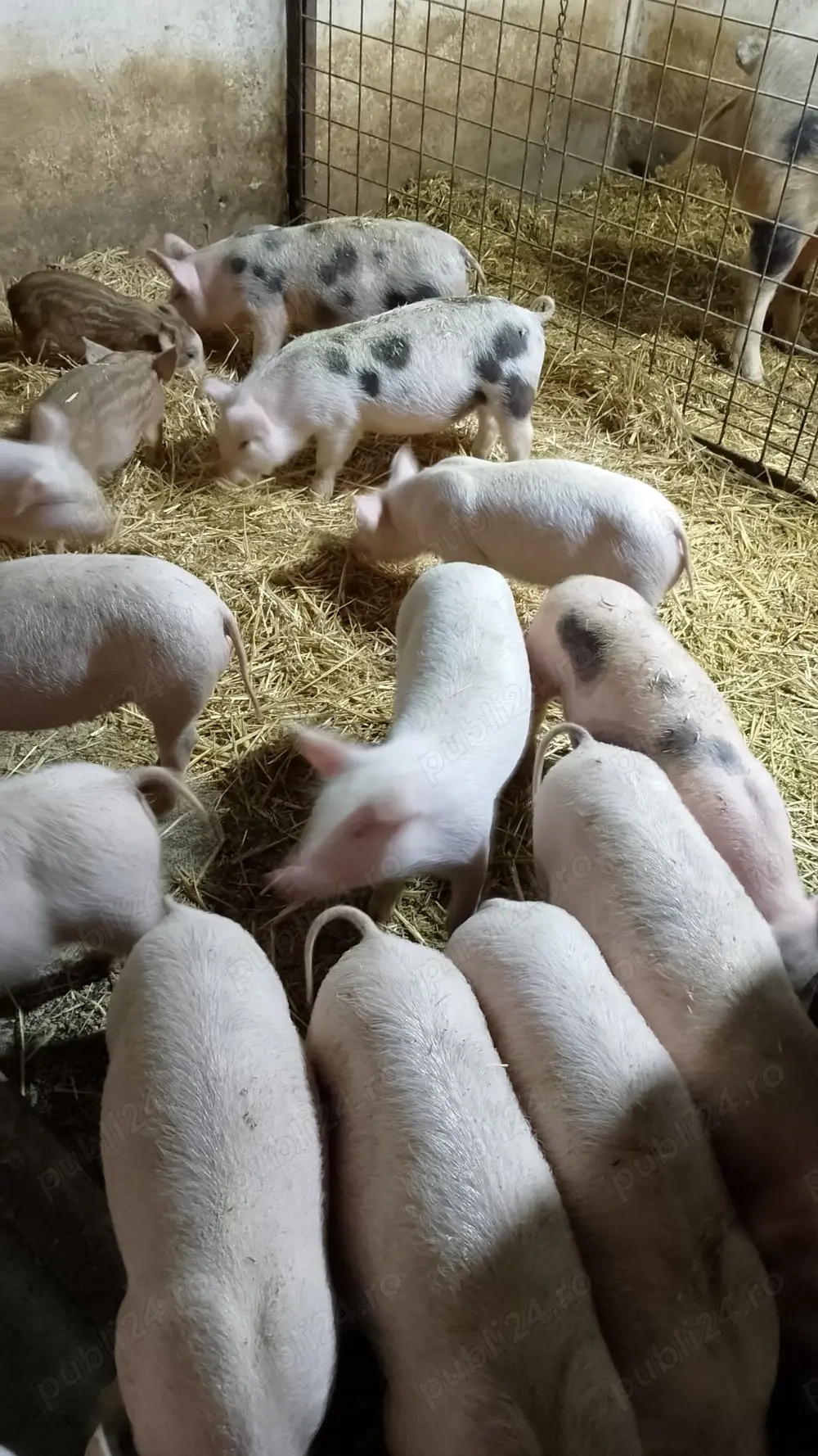 Purcei aproximativ 20 kg 450 lei bucata