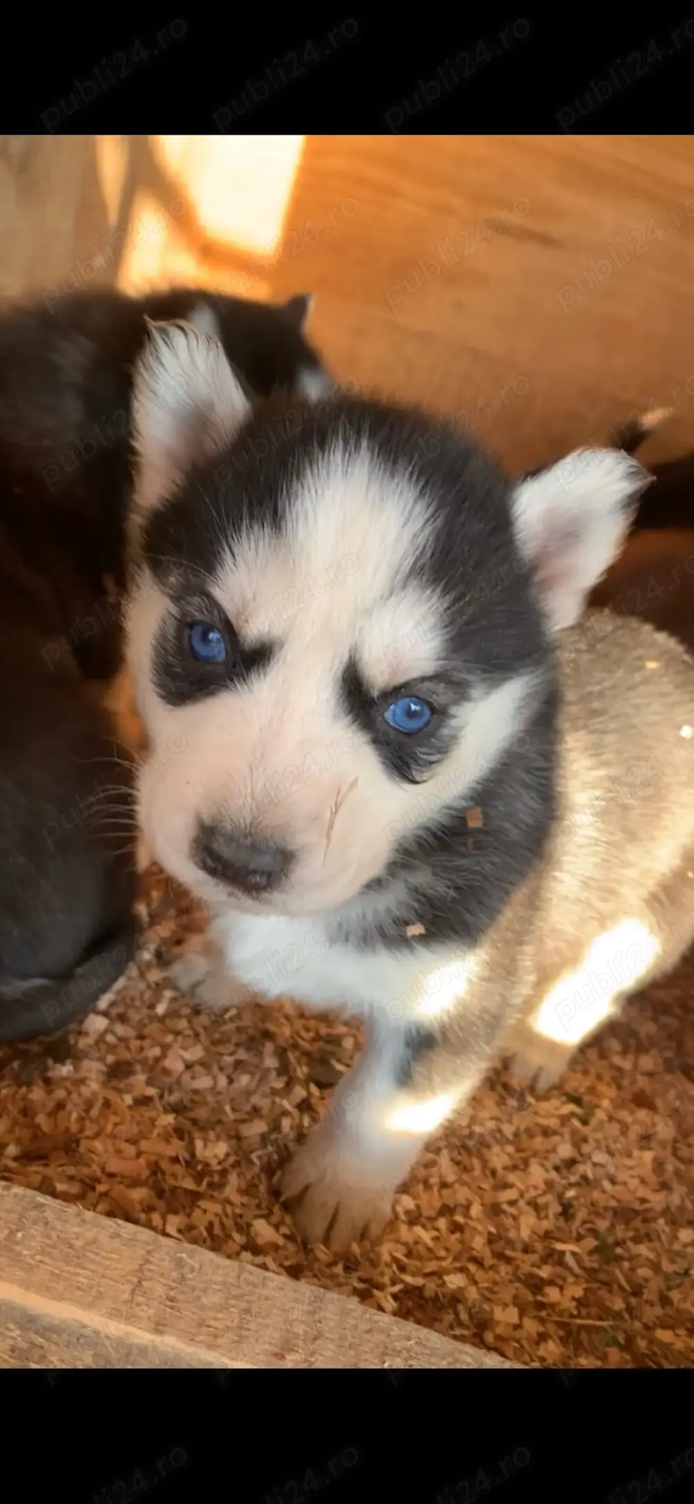 Vând cățeluși husky siberieni.