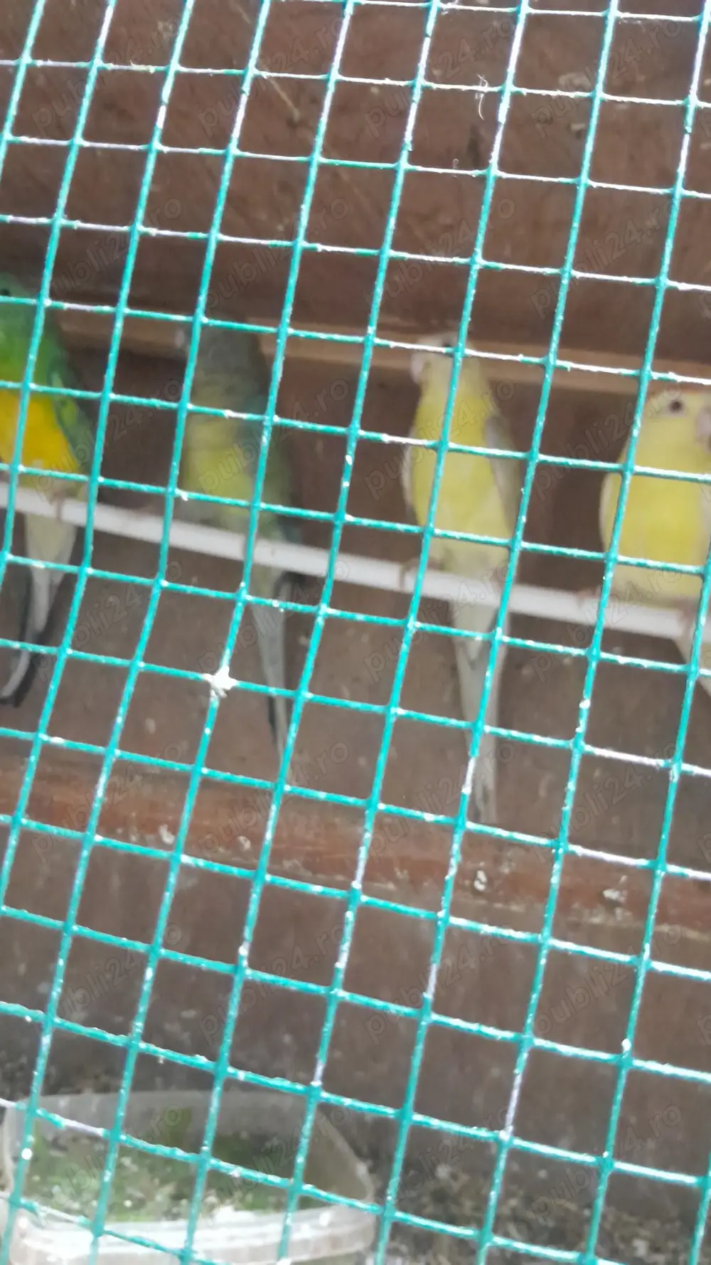 Papagali Cântători minunați!