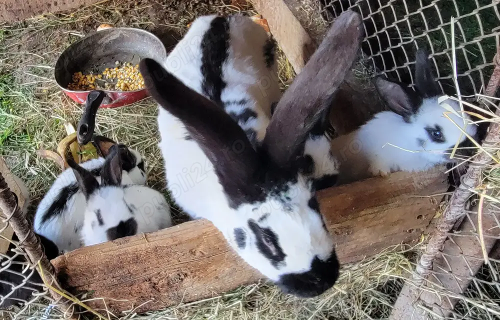 Vând pui Fluture German Vând pui Fluture German