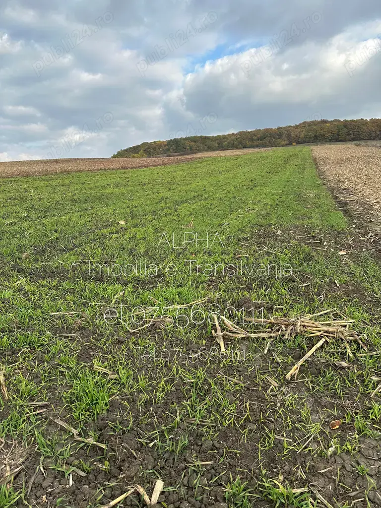 Teren intravilan 1,2 ha pentru activitati industriale,pret 800 euro ar