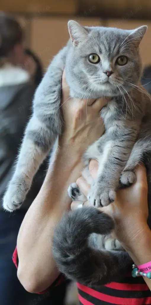 Fata American Shorthair Blue tabby 