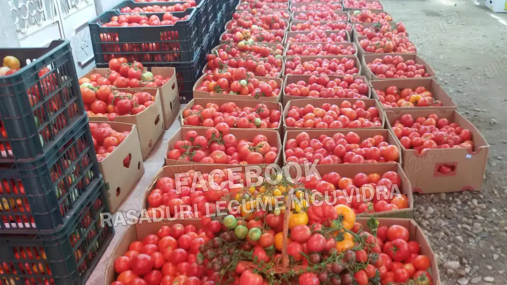 Rasaduri Rosii | Rasad Rosii Ardei Castraveti Vinete Dovlecei etc