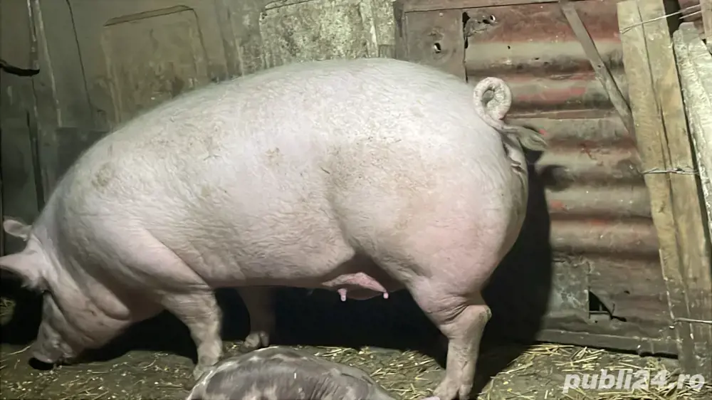 vand porci si purcei pietrean belgian  vand porci si purcei pietrean belgian