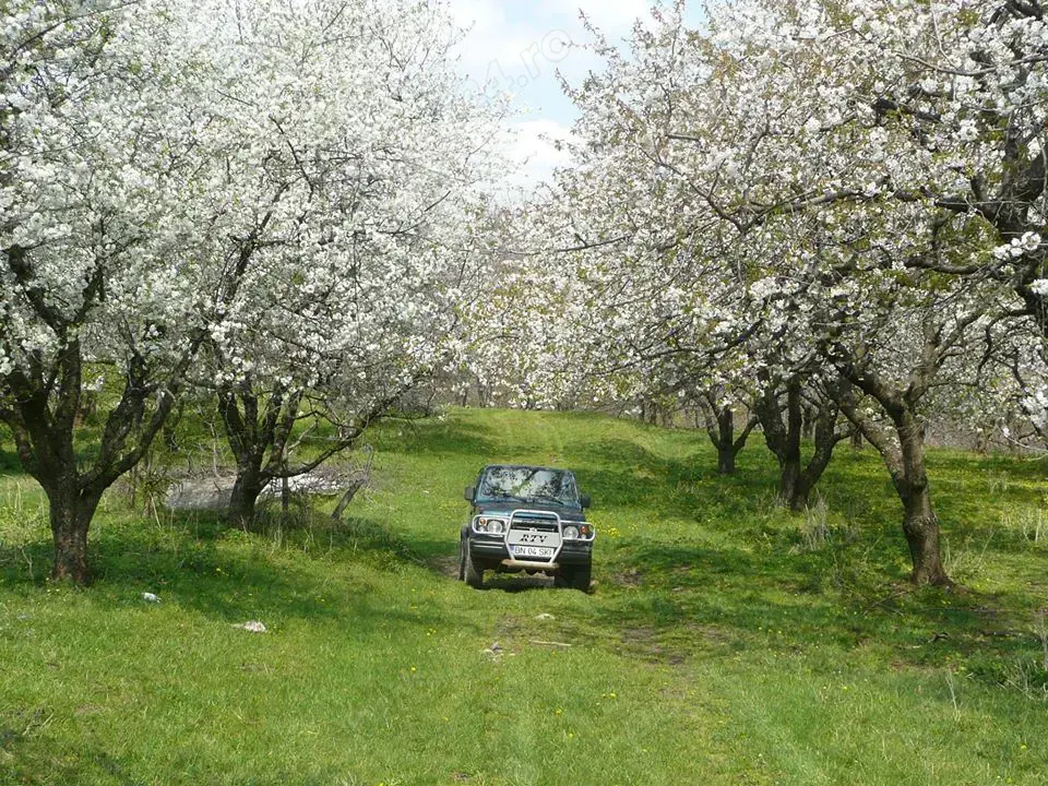 Angajez culegatori  cirese   visine  7 hectare livada Bistrita Transport Plata la zi 