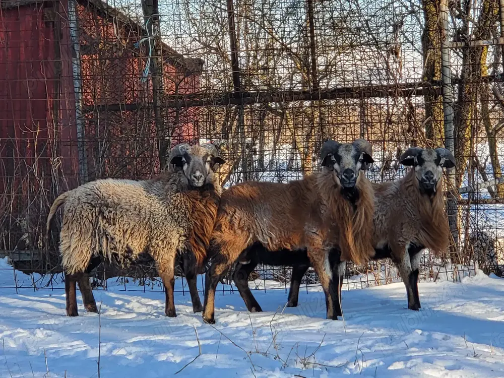 Berbeci Camerun  Berbeci Camerun